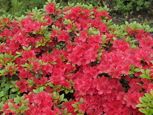 Azalea japonica 'Geisha Fumiko' 